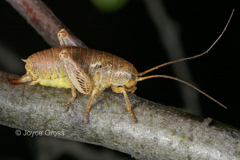Gammarotettix sp. Gammarotettix sp.