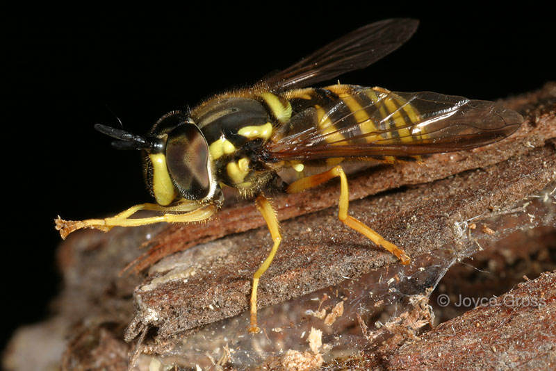 Chrysotoxum sp. Chrysotoxum sp.