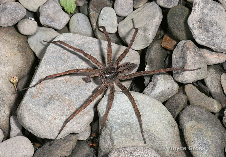 Dolomedes sp. Dolomedes sp.