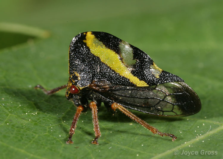 Smilia camelus Smilia camelus