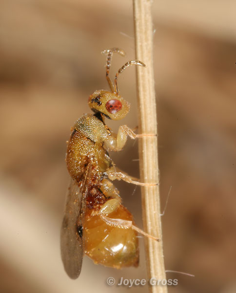 Sycophila sp. Sycophila sp.