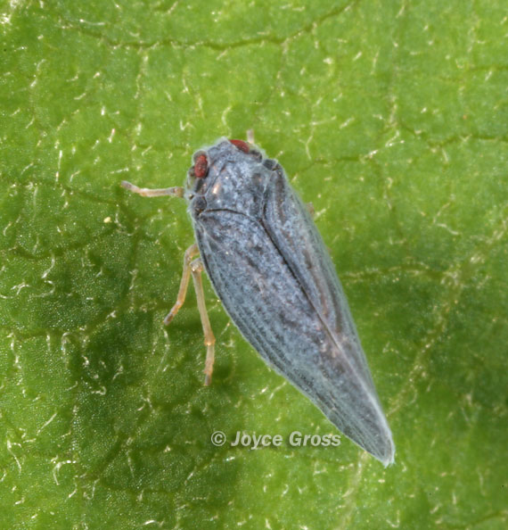 Cedusa sp. Cedusa sp.