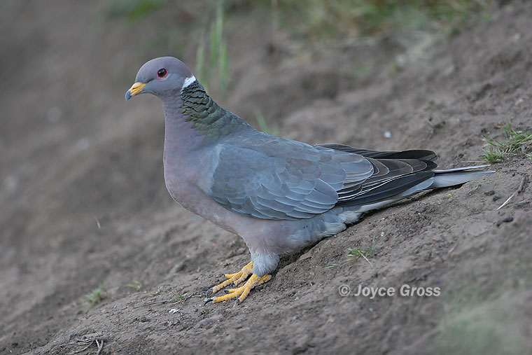 Patagioenas fasciata