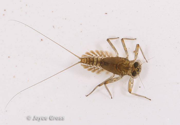 Epeorus sp. Epeorus sp.
