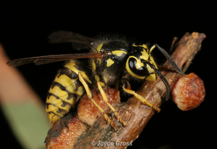 Disholcaspis eldoradensis Disholcaspis eldoradensis