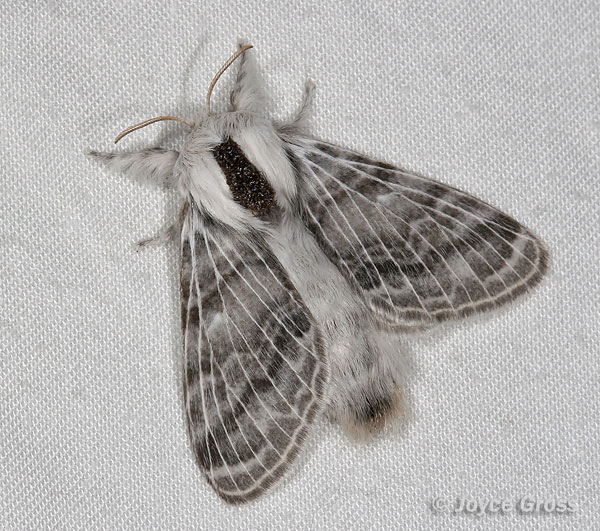 Tolype sp. Tolype sp.