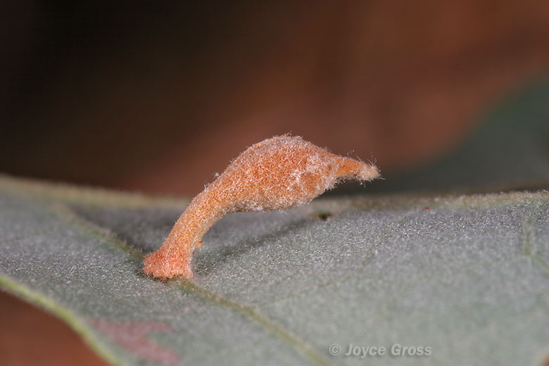 Xanthoteras clavuloides Xanthoteras clavuloides