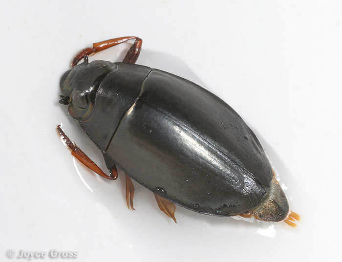 Dineutus assimilis Dineutus assimilis