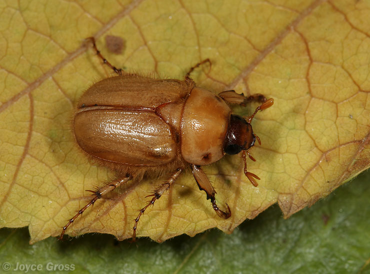 Cyclocephala hirta Cyclocephala hirta