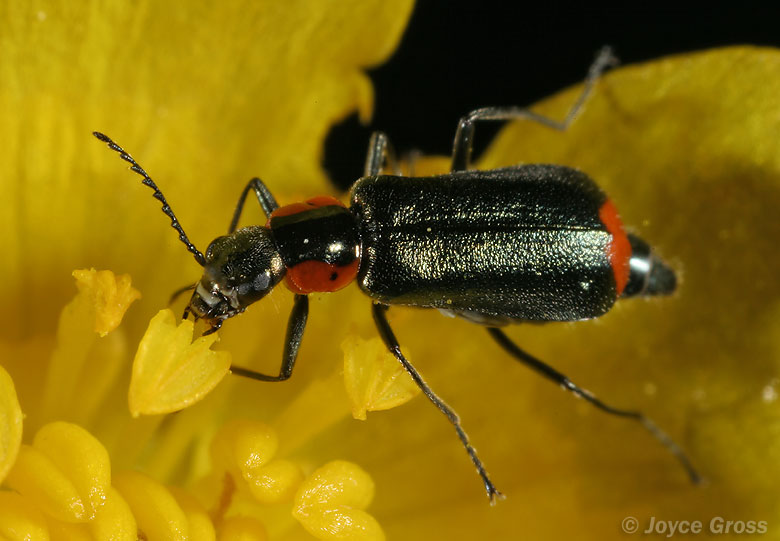 Malachius mixtus Malachius mixtus
