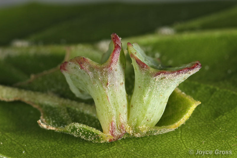 Amphibolips quercuspomiformis Amphibolips quercuspomiformis