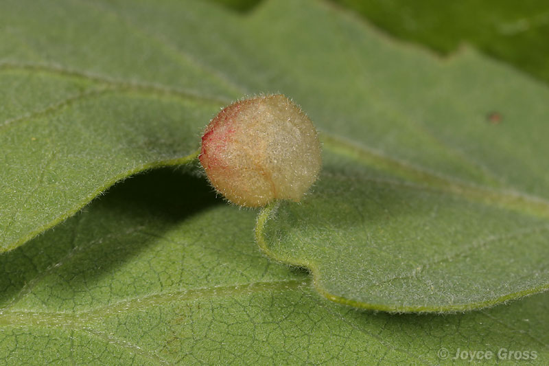 Feron atrimentum Feron atrimentum