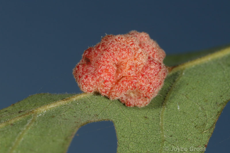 Andricus confertus Andricus confertus