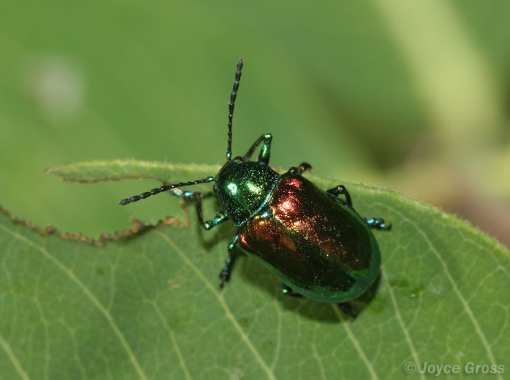 Chrysochus auratus Chrysochus auratus