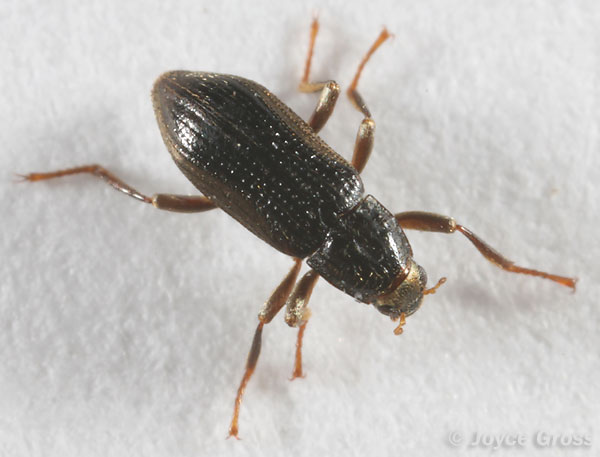 Zaitzevia parvula Zaitzevia parvula