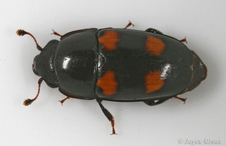 Glischrochilus obtusus Glischrochilus obtusus