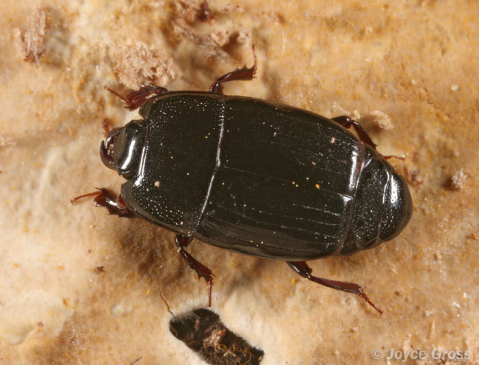 Platysoma leconti Platysoma leconti