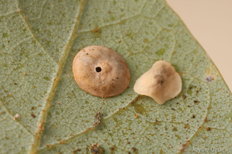 Paracraspis guadaloupensis Paracraspis guadaloupensis