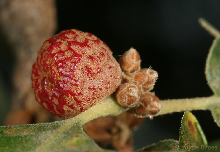 Besbicus conspicuus Besbicus conspicuus