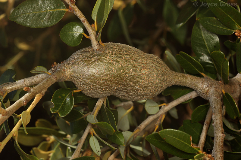 Protobalandricus spectabilis Protobalandricus spectabilis