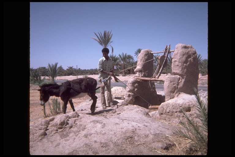 Mule powering desert well in Morocco, 1983