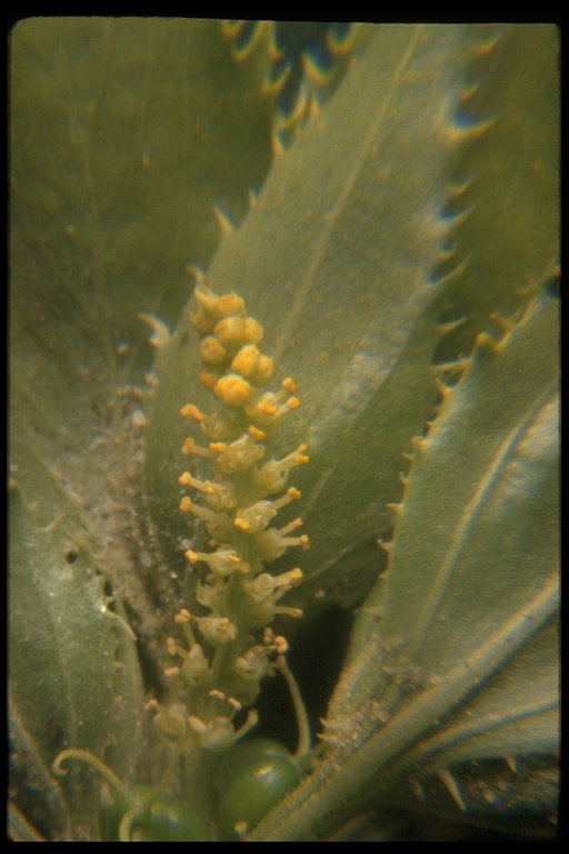 Stillingia spinulosa