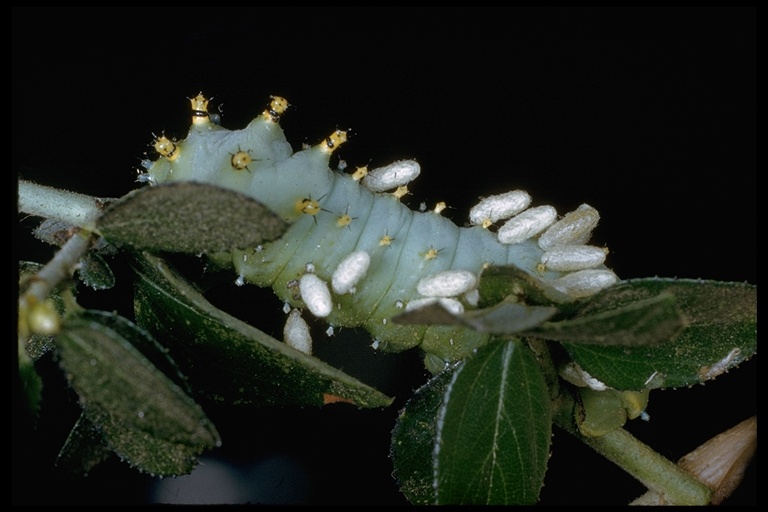 Hyalophora euryalus Hyalophora euryalus
