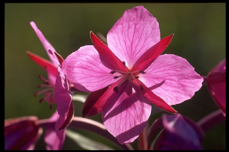 Epilobium latifolium