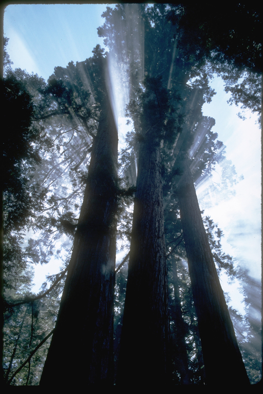 Giant Sequoias with sun behind