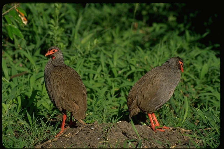 Pternistis afer Pternistis afer