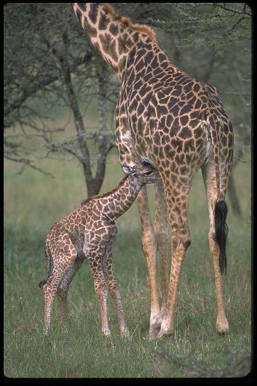 Giraffa tippelskirchi tippelskirchi Giraffa tippelskirchi tippelskirchi