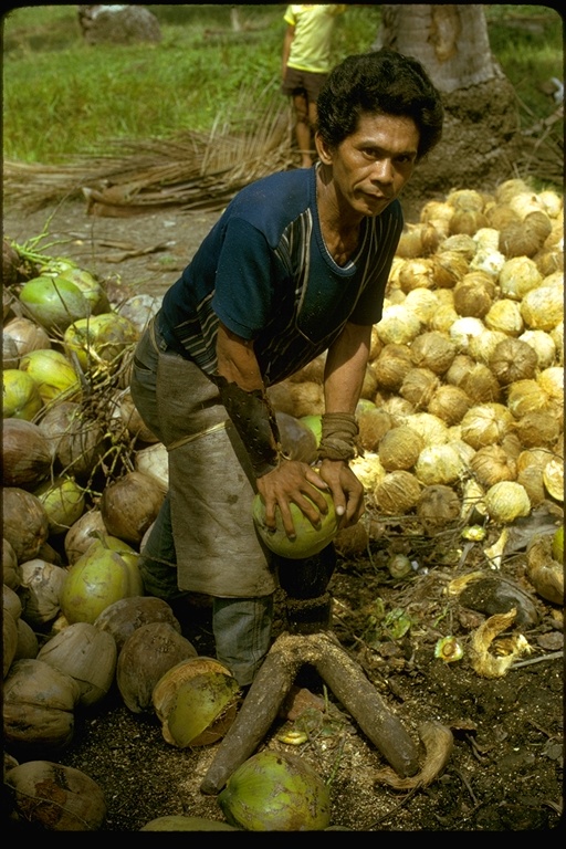 harvesting coconut