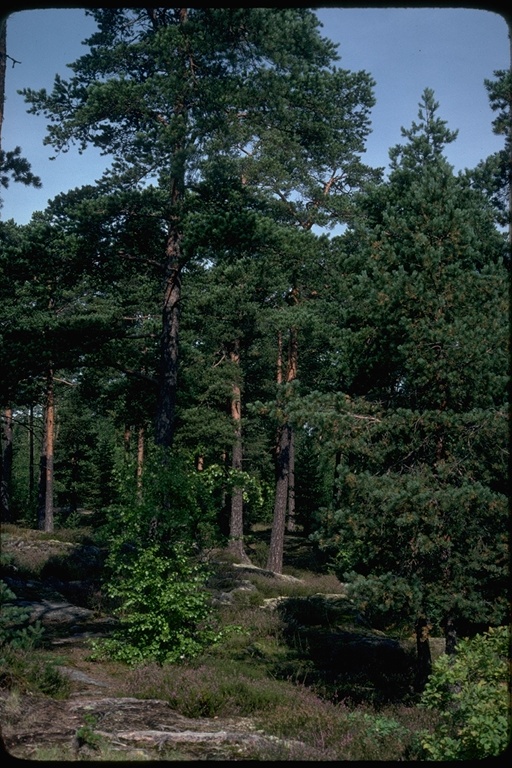 Pinus sylvestris var. sylvestris