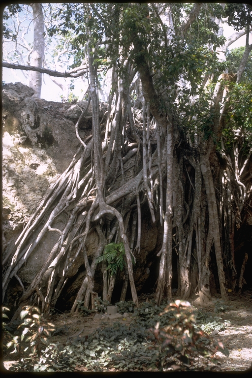Pandanus aerial roots, Fiji