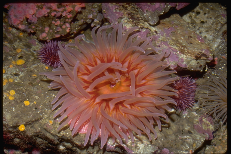 Urticina lofotensis Urticina lofotensis