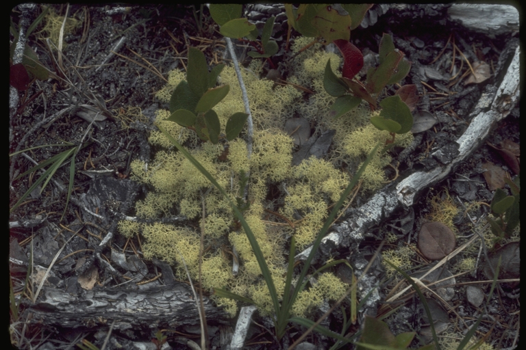 Fruiticose lichen