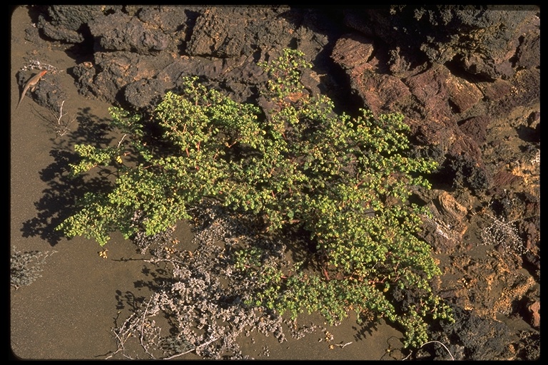 Chamaesyce amplexicaulis image