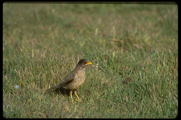 Turdus falcklandii Turdus falcklandii