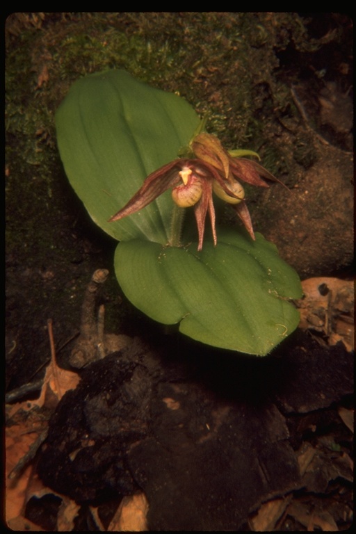 Cypripedium fasciculatum