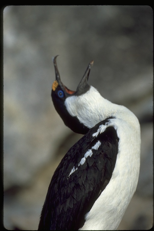 Leucocarbo bransfieldensis Leucocarbo bransfieldensis