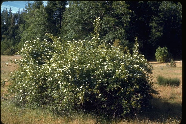 Rosa rubiginosa