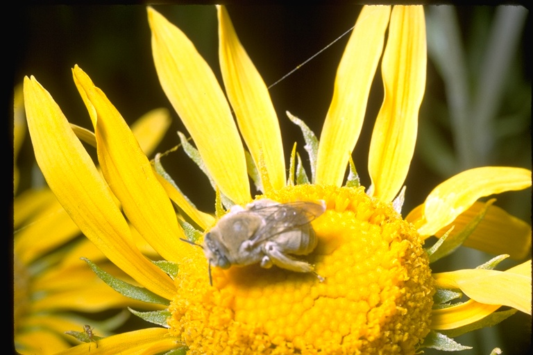 Eucerini sp. Eucerini sp.