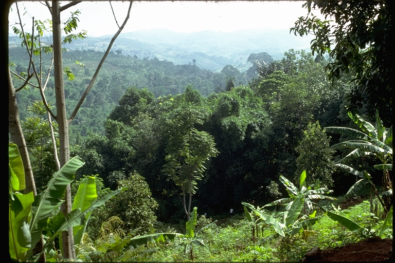 View of the forest of Java, Indonesia