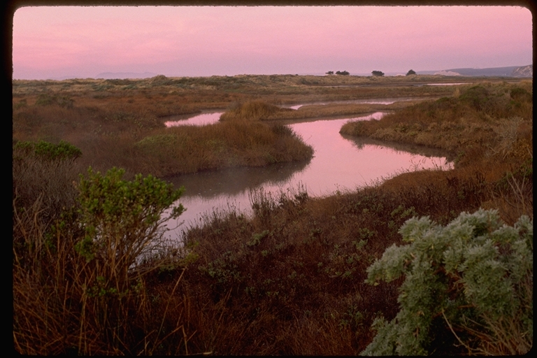 View at sunrise of wetlands at Limantour Beach, Point Reyes, California