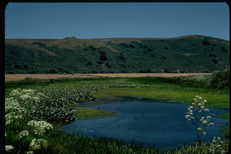 View of marsh, Sonoma County, California