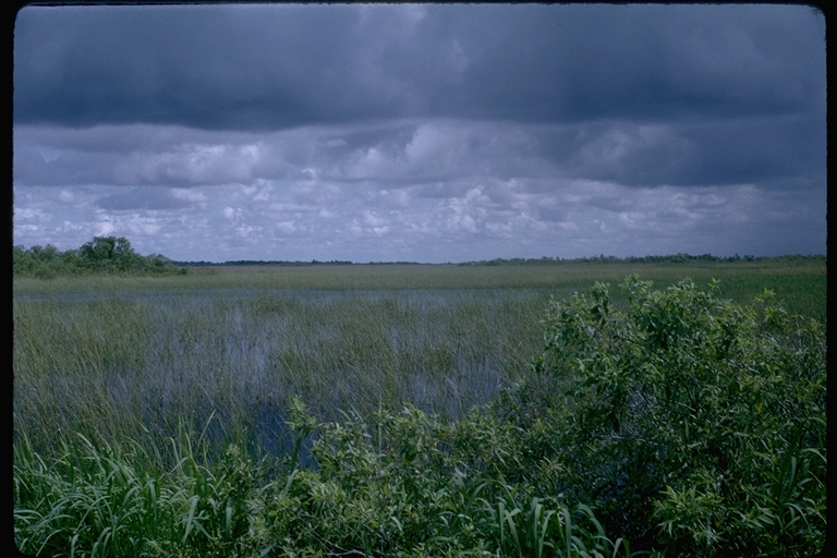 View of Everglades with sawgrass, Cladium jamaicense, in the distance