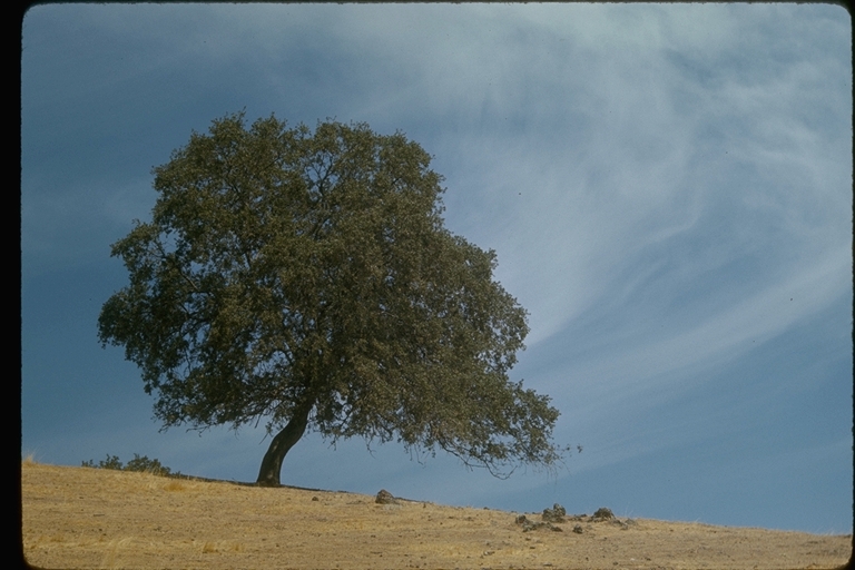 Oak Tree Silhouette with Cirrus Clouds near Copperopolis, CA
