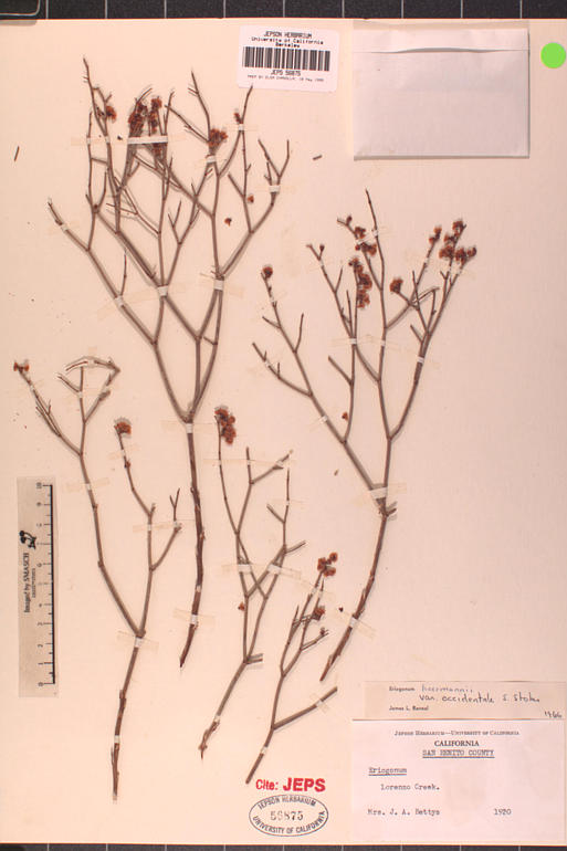 Eriogonum heermannii var. occidentale