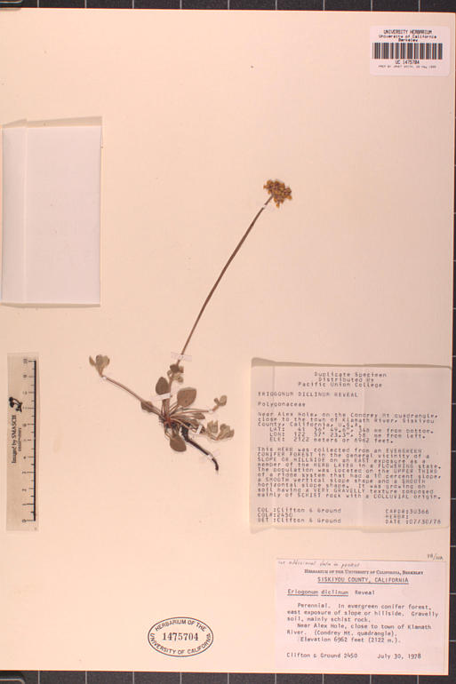 Eriogonum diclinum