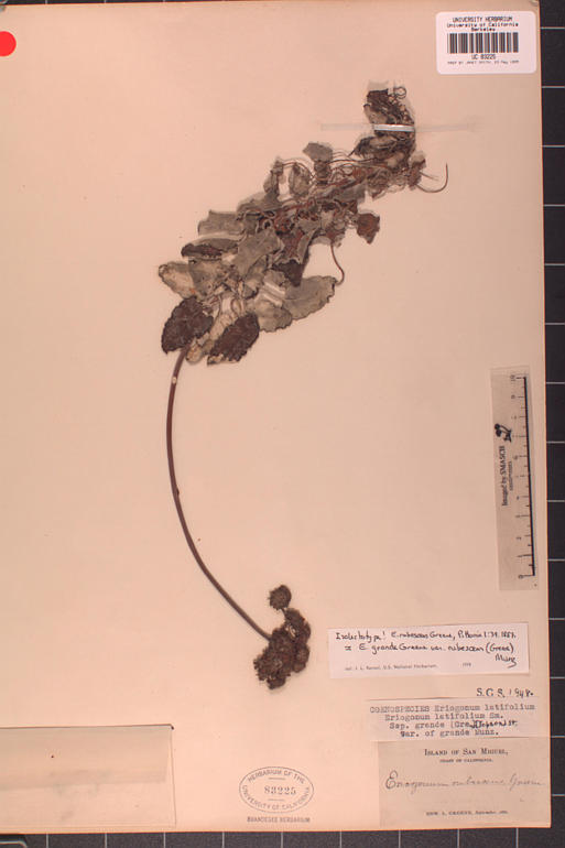 Eriogonum grande var. rubescens